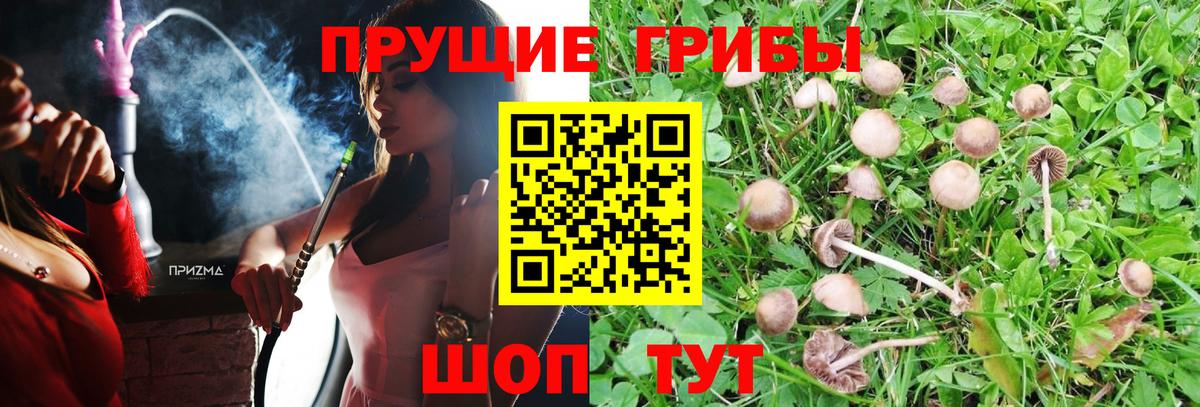 Галлюциногенные грибы Psilocybe  Вход с VPN  дарнет шоп  Нефтекумск 